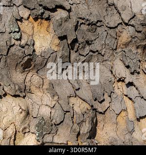 Makrofoto mit gerissener, abblätternder Baumrinde mit weichen Übergängen zwischen Beige-, Braun- und Grautönen. Die Rinde weist dicke, abblätternde Segmente und eine skulpturale Oberflächenstruktur auf, die auf Alter und natürliche Witterungseinflüsse hindeutet. Die dezente Beleuchtung zeigt den Stockfoto