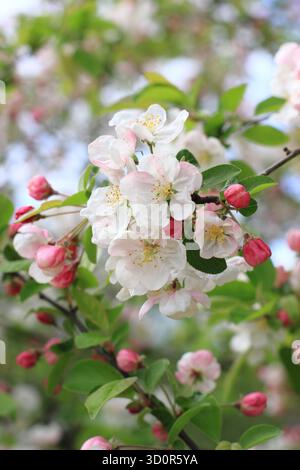Die Blüte des Malus Evereste, eines Apfelbaums mit Zierkrabben, im Frühjahr. Stockfoto