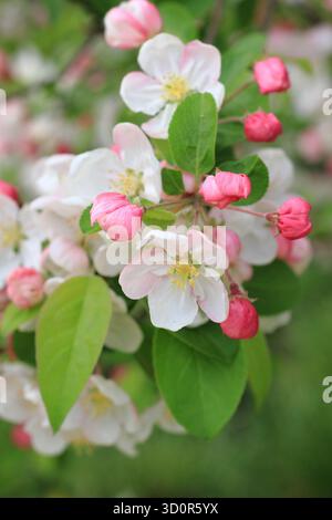 Die Blüte des Malus Evereste, eines Apfelbaums mit Zierkrabben, im Frühjahr. Stockfoto