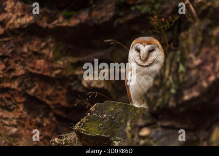 Weibliche Scheuneneule (Tyto alba) auf der Klippe Stockfoto