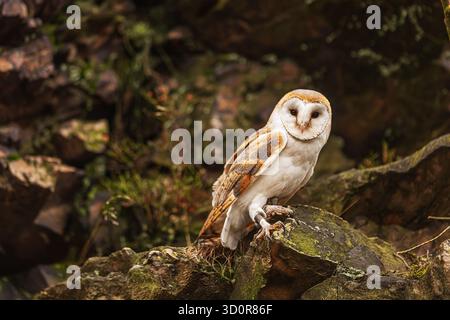 Weibliche Scheuneneule (Tyto alba) auf dem Felsen Stockfoto