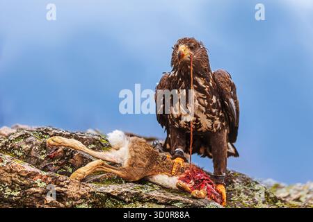 Seeadler (Haliaeetus albicilla) reißt Beute in den Felsen auf Stockfoto