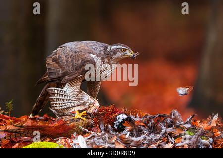 Der nördliche Goschawk ((Accipiter gentilis) im Flug am Wald Stockfoto