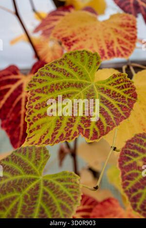 Die wechselnde Farbe der Traubenblätter im Herbst. Stockfoto