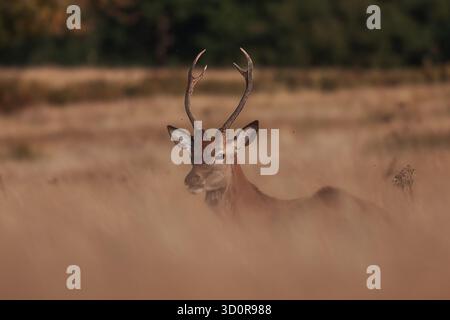 Der Rotwild (Cervus elaphus) ist nur der Graskopf sichtbar Stockfoto