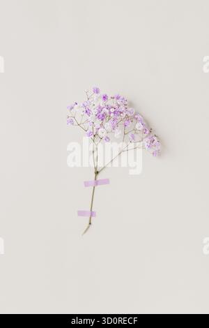 Minimales Foto aus Blumenserie mit lebendigen Fliederblüten an der weißen Wand, zartem Licht und sanfter Frühlingsstimmung. Stockfoto