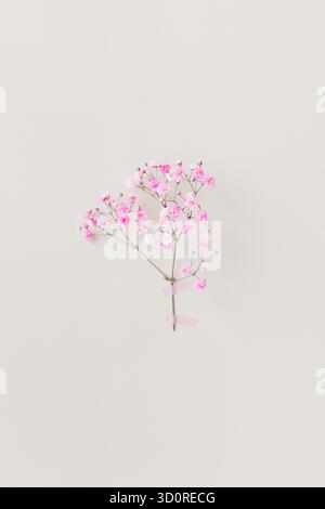 Minimales Foto aus Blumenserien mit rosafarbenen Blumen an weißer Wand, weichem natürlichem Licht und luftiger Stimmung. Stockfoto