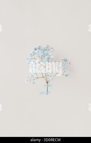 Minimales Foto aus Blumenserie mit blauen Blumen auf weißer Wand, weichem natürlichem Licht und luftiger Komposition. Stockfoto