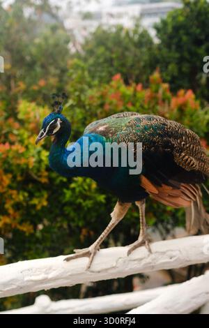 Ein farbenfroher Pfau schlendert an einem weißen Zaun an einem Teich, der von üppigem Grün und hellen Blumen umgeben ist, an einem sonnigen Tag in einem tropischen Garten Stockfoto
