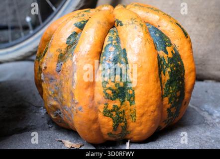 Großer, praller, orangener Kürbis mit dunkelgrün melierten Mustern liegt auf einer Steinoberfläche. Der Kürbis hat ausgeprägte Rippen und eine strukturierte Haut. Teil eines Stockfoto