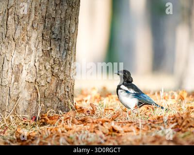 Eurasische Elster (Pica pica) zwischen orangefarbenen Herbstblättern in der Nähe eines Baumes in Bois de Boulogne, Paris – urbane Tierwelt in Herbstfarben. Stockfoto