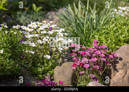 Farbenfroher Frühlingsfelsgarten mit blühenden Blumen und dekorativen Steinen, lebendige Blumenlandschaft für natürliche Gartenarbeit und Landschaftsgestaltung Stockfoto