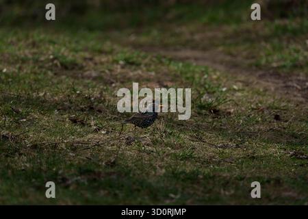 Sturnus vulgaris steht auf einem Waldweg und blickt neugierig nach vorne. Natürliche Waldszene mit sanftem Licht und Erdtönen. Stockfoto