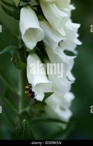 Eine Hummel, die Nektar einer weißen Fuchsblume (Digitalis) sammelt. Nahaufnahme bei Tageslicht. Stockfoto