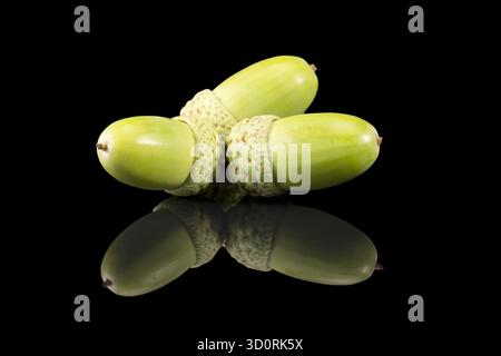 Herbst Eichenbaum Früchte, Eicheln isoliert auf schwarzem Hintergrund, Spiegelreflexion Stockfoto