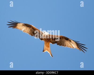 Roter Drachen (Milvus Milvus) im Flug / Nahaufnahme - niedrige Winkel Silhouette Stockfoto