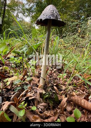 Haubenzinkerei (Coprinus Comatus) Auf Waldboden Mit Beginnender Tropfenbildung Auf Der Kappe Stockfoto