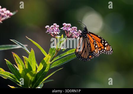 Monarchfalter auf Wolfsmilch Stockfoto
