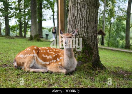 Damhirsche ruhen unter einem Baum in einem Sommerwald Stockfoto