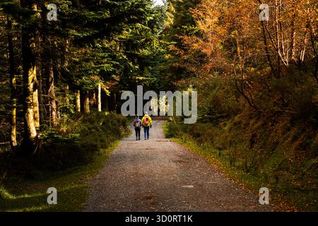 Im Ticknock Forest können Sie während der Herbstsaison mit goldenen Blättern und Sonnenlicht auf einem friedlichen Waldweg wandern Stockfoto
