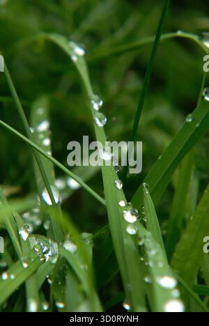 Frisches, dunkelgrünes Gras, bedeckt mit zahlreichen glitzernden Regentropfen nach einer Sommerdusche. Stockfoto