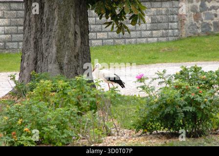 Ein Weißstorch (Ciconia ciconia) spaziert in einem Park oder Dorf, während er auf der Suche ist, teilweise von Büschen im Vordergrund verdeckt. Stockfoto