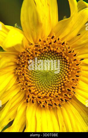 Makroaufnahme des Zentrums einer Sonnenblume mit spiralförmigen Samenmustern und hellgelben Blütenblättern. Stockfoto