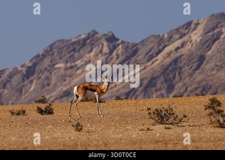 Springbok oder Springbock Antidorcas marsupialis, schlanke, langbeinige Antilope, die hauptsächlich in Süd- und Südwestafrika vorkommt, Gattung Antidorcas, Sonnenuntergang in Stockfoto
