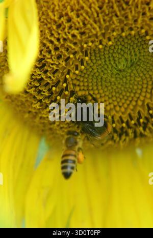 Eine Hummel und eine Honigbiene sammeln im Sommer Pollen und Nektar auf den Scheibenröschen einer Sonnenblume (Helianthus annuus). Stockfoto
