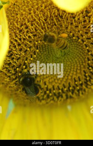Eine Hummel und eine Honigbiene sammeln im Sommer Pollen und Nektar auf den Scheibenröschen einer Sonnenblume (Helianthus annuus). Stockfoto