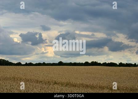 Weites Getreidefeld (Weizen oder Gerste) unter einem dramatischen, dunklen Donner-Himmel mit brechendem Sonnenlicht. Stockfoto