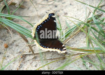 Trauermantel Schmetterling in Natural Dune Habitat Stockfoto