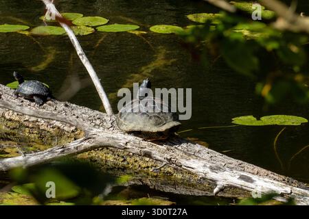 Schildkröte auf einem Baumstamm im Oberwaldsee Karlsruhe, invasive Kunst Stockfoto