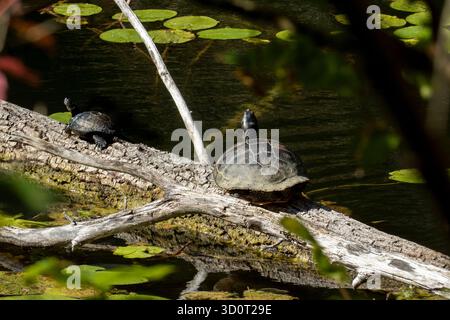 Schildkröte auf einem Baumstamm im Oberwaldsee Karlsruhe, invasive Kunst Stockfoto