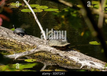 Schildkröte auf einem Baumstamm im Oberwaldsee Karlsruhe, invasive Kunst Stockfoto