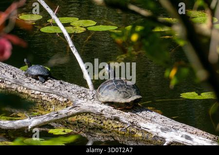 Schildkröte auf einem Baumstamm im Oberwaldsee Karlsruhe, invasive Kunst Stockfoto