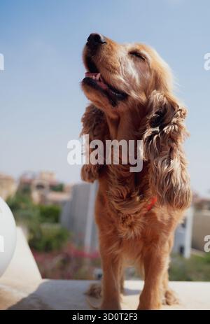 Porträt eines weiblichen Cocker Spaniel Hundes Stockfoto