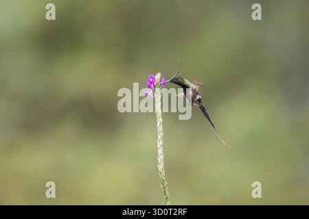 Drahtschwanz (Discosura popelairii), männlich, der eine violette Blume in Napo, Ecuador, ernährt und in tropischen Wäldern schwebt. Stockfoto