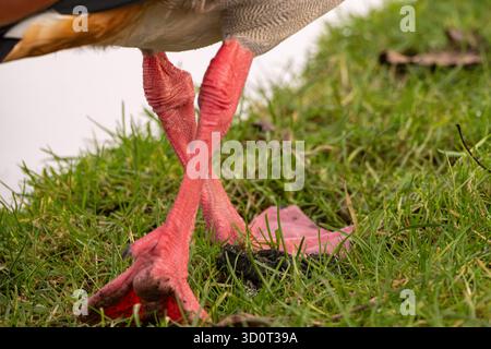Nahaufnahme der Füße der ägyptischen Gans (Alopochen aegyptiaca) Stockfoto