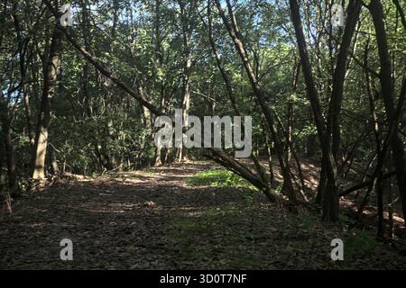 Der Weg führt über einen Damm und wird von Bäumen begrenzt, die von einem Stamm blockiert werden, der sich auf dem Weg beugt Stockfoto