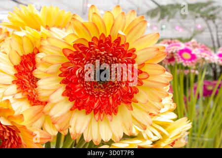 Bouquet von Orangengerberas in einer Vase, Nahaufnahme Stockfoto