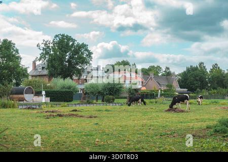 Kühe, die auf einem alten Bauernhof in einem niederländischen Dorf weiden, Blick auf die Weiden in den Niederlanden Stockfoto
