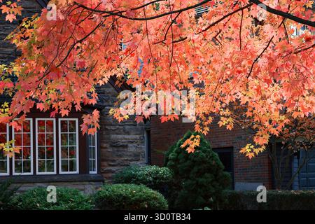 Colorful red leaves on a maple tree in fall Stockfoto
