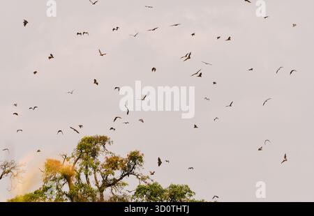 Gruppe strohfarbiger Obstfledermäuse (Eidolon helvum) in Douala, Kamerun Stockfoto