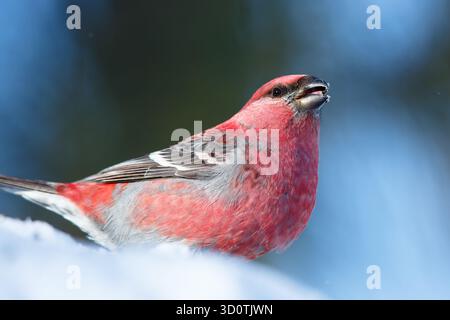 Männlicher Kiefer-Grosschnabel, der sich im Winter von einem schwarz geölten Sonnenblumensamen ernährt. Nord-Minnesota, USA. Stockfoto
