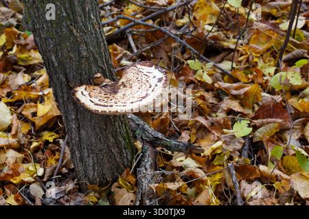 Dryads Sattelpilzpilz auf dem Stamm einer toten Ulme. Wald im Norden von Minnesota. Stockfoto