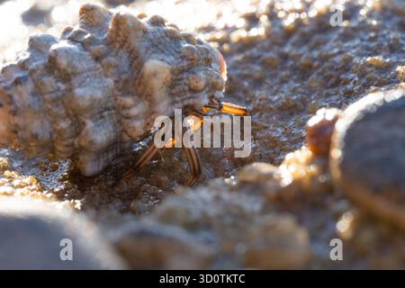 Clibanarius signatus Einsiedlerkrebse spaziert entlang des Wassers bei Ebbe, Zaafrana, Rotes Meer, Ägypten Stockfoto