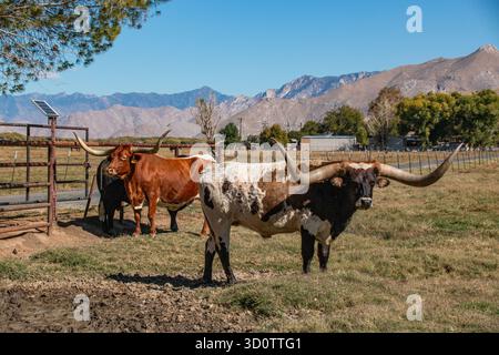 Longhorn Rinder mit sehr langen Hörnern auf einer Ranch. Stockfoto