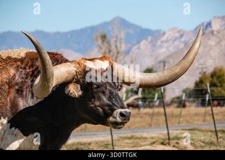 Nahaufnahme der sehr langen Hörner auf einem Langhorn-Steer. Stockfoto
