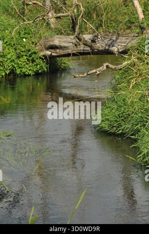 Ein friedlicher Fluss fließt durch lebendige grüne Pflanzen und Gras. Ein großer umgestürzter Baum erstreckt sich über das Wasser. Reflexionen schaffen eine ruhige Atmosphäre in Stockfoto